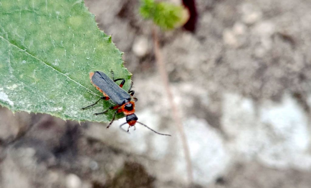 Cantharidae medio-orientale